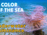 Color Of The Sea 4K Sony RX100IV Underwater Luminance 多色光海中影片