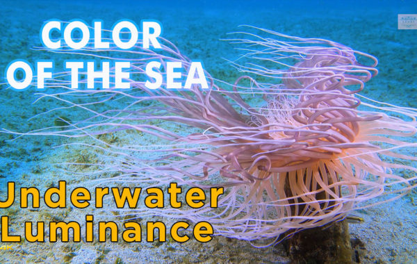 Color Of The Sea 4K Sony RX100IV Underwater Luminance 多色光海中影片