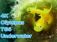 Olympus TG6 4K Underwater Blue Dream 海底影片