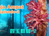 Raja Ampat Diving Liveaboard 4K Ambient Light 四王群島潛水 Episode-2