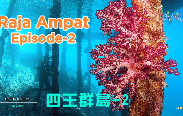 Raja Ampat Diving Liveaboard 4K Ambient Light 四王群島潛水 Episode-2