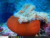 海葵與小丑魚–4K素材