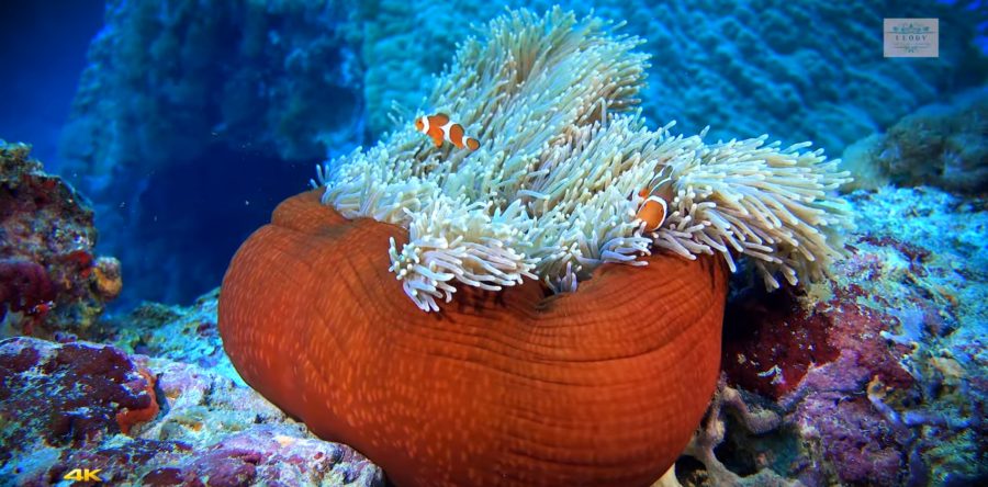 海葵與小丑魚–4K素材