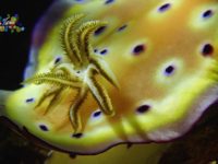 OLYMPUS TG6+單燈 Single Light Snoot (單手電筒) 海蛞蝓03 HD