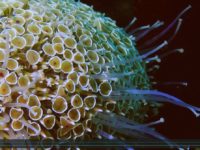 OLYMPUS TG6+單燈 Single Light Snoot (單手電筒) 04