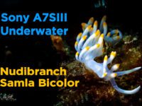 Sony A7SIII Underwater Taiwan/Samla Bicolor Nudibranch/二色扇鰓海蛞蝓