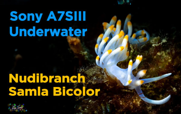 Sony A7SIII Underwater Taiwan/Samla Bicolor Nudibranch/二色扇鰓海蛞蝓