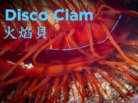 Sony A7SIII Underwater Disco Clam/火焰貝 Taiwan