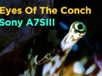 Sony A7SIII Underwater Taiwan/Eyes Of The Conch/海螺之眼