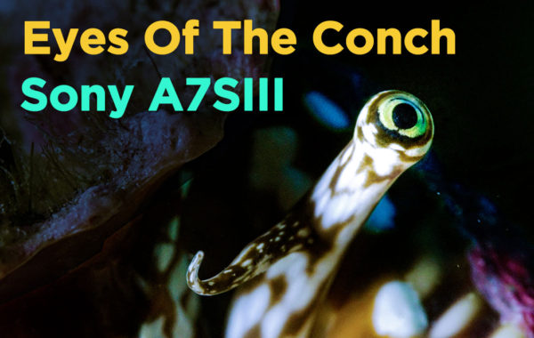 Sony A7SIII Underwater Taiwan/Eyes Of The Conch/海螺之眼