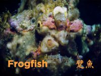 Sony A7SIII Underwater Frogfish/躄魚(娃娃魚) Taiwan