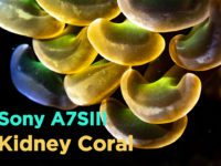 Sony A7SIII Underwater Taiwan | Kidney Coral | 腎型真葉珊瑚