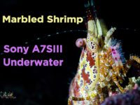 Sony A7SIII Underwater Taiwan/Marbled Shrimp/花斑掃帚蝦