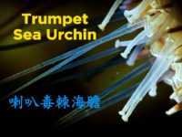 Trumpet Sea Urchin/喇叭毒棘海膽/Sony A7SIII Underwater Macro World Taiwan