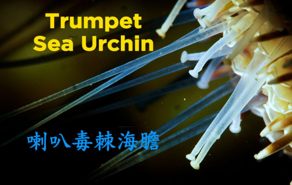 Trumpet Sea Urchin/喇叭毒棘海膽/Sony A7SIII Underwater Macro World Taiwan