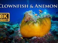 8K Taiwan Underwater Clownfish & Anemone/ 台灣美麗海底世界/小丑魚與海葵