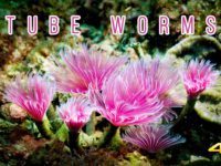 Tube Worms/Tube Anemone 4K 管蟲 /Sony A7SIII Underwater Macro World Taiwan