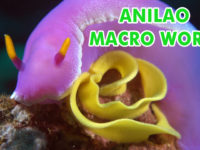 4K SONY RX100 IV Underwater Fantasy Anilao Macro World Diving(Anilao微距世界)