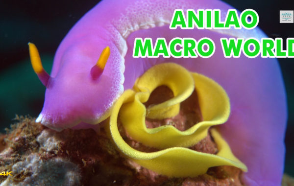 4K SONY RX100 IV Underwater Fantasy Anilao Macro World Diving(Anilao微距世界)