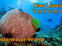 小琉球/4K 美麗海底世界/Xiao Liuqiu Beautiful Underwater World
