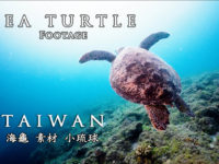 4K Sea Turtle Taiwan 60P 10 bits Slow Motion Footage | 海龜/影像素材/小琉球
