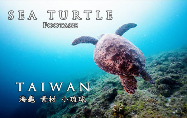 4K Sea Turtle Taiwan 60P 10 bits Slow Motion Footage | 海龜/影像素材/小琉球