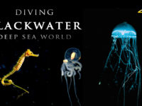 絢麗的深海黑水攝影影片 | Blackwater Diving 4K Stunning Underwater Video Anilao