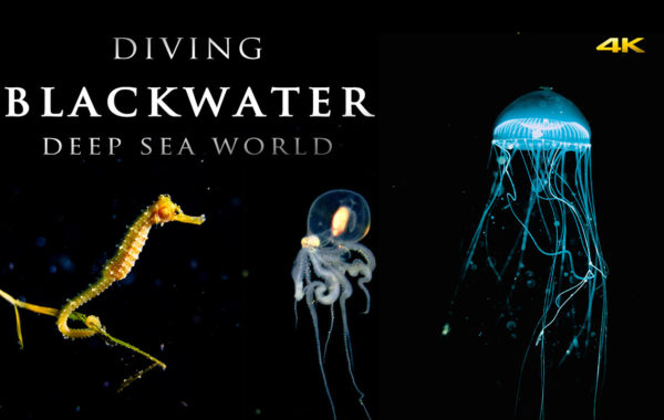 絢麗的深海黑水攝影影片 | Blackwater Diving 4K Stunning Underwater Video Anilao
