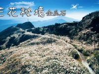 4K 芒花祕境/大粗坑/貂山古道/不厭亭 | Taiwan Miscanthus Secret Trail