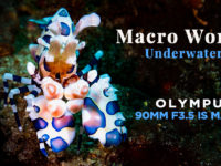 4K Underwater Macro World 海中微距世界 | Olympus 90mm F3.5 Macro + OM1