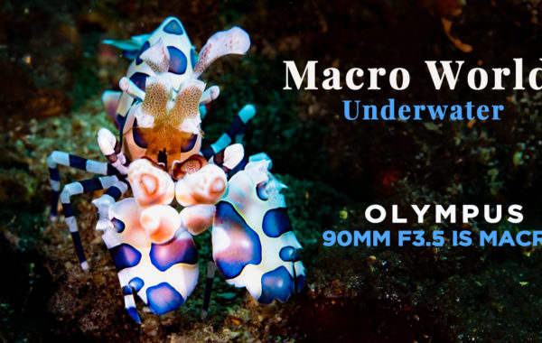 4K Underwater Macro World 海中微距世界 | Olympus 90mm F3.5 Macro + OM1