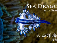 4K Blue Glaucus | Blue Dragon | 大西洋海神海蛞蝓