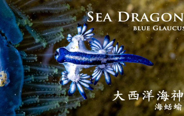 4K Blue Glaucus | Blue Dragon | 大西洋海神海蛞蝓